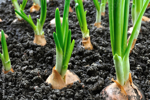 close-up of growing green onion in the vegetable garden