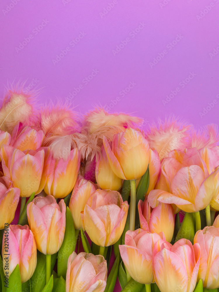 Fototapeta premium pink and yellow tulips and feathers on pink background.