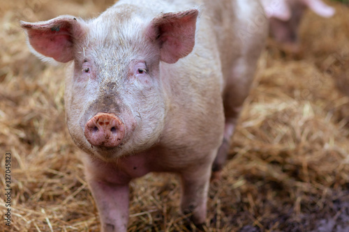 Close-up of a cute muddy pig running around outdoors on the organic farm