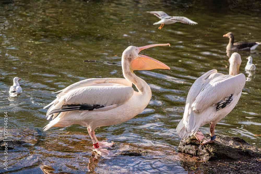 A pair of Great White Pelican looking for food. A pair of Great White Pelican looking for food.
