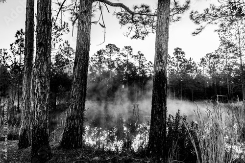 Foggy morning on a pond