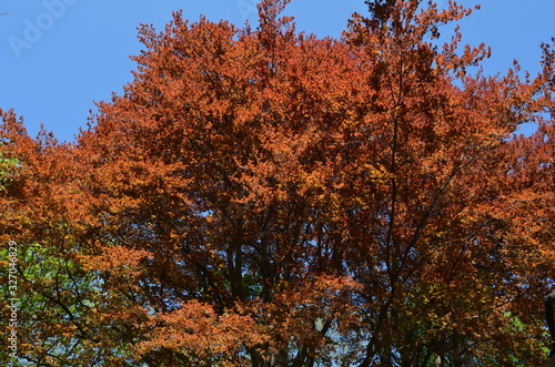Red crown of beech on a background of blue sky