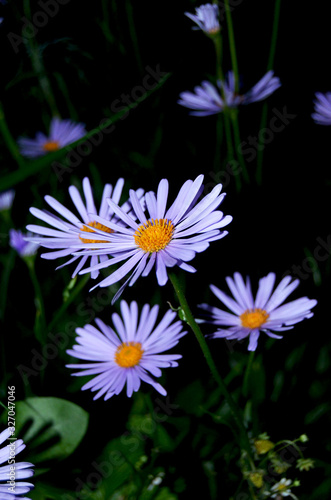 Purple daisies in the night garden photo