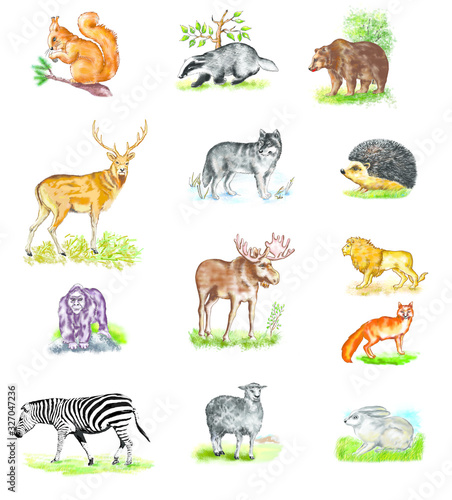 Illustration drawing style of animal collection. Animals of Europe set. Wolf, badger, hedgehog, fox, moose, deer, bear, hare, squirrel, gorila, lion, zebra, echidna isolated. Art illustration. Wildli