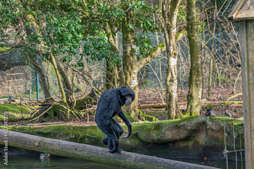 Black Gibbon located in a zoo in Ireland.