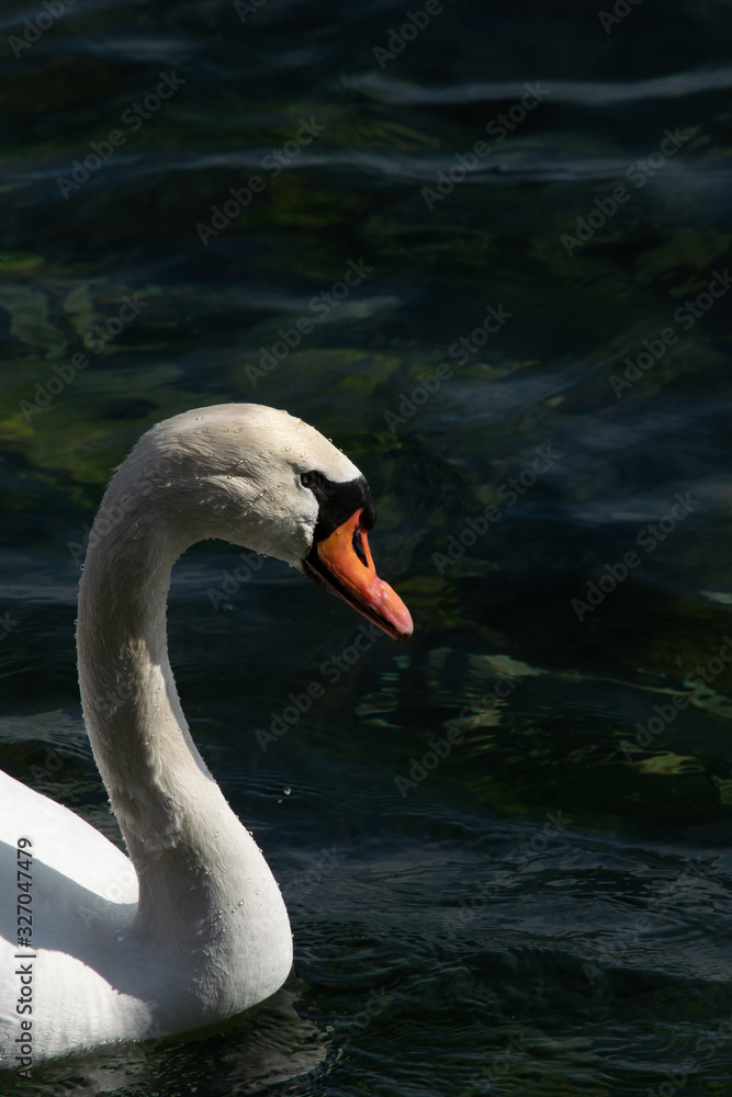 Fototapeta premium Duck in the Lake by City