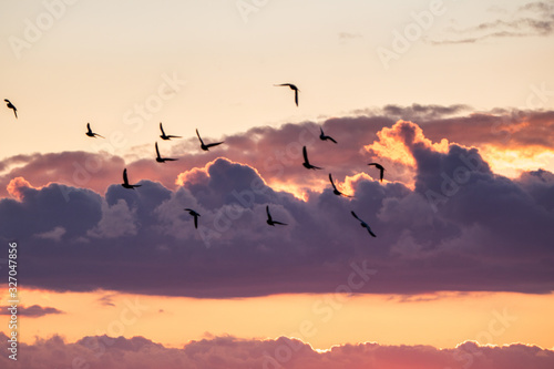 birds in the sky during sunset