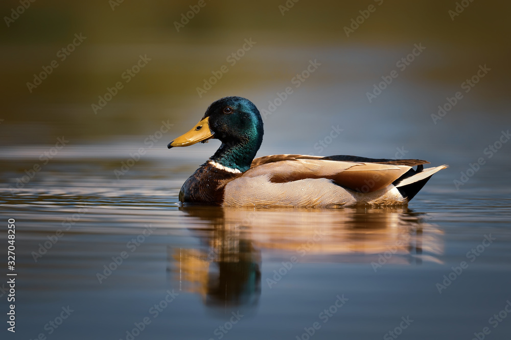 Mallard duck - Anas platyrhynchos, common water bird from European rivers and lakes, Hortobagy National Park, Hungary. Mallard duck - Anas platyrhynchos, common water bird from European rivers and lakes, Hortobagy National Park, Hungary.