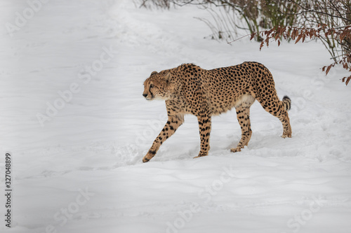 Cheetah slim in winter on snow in background bushes