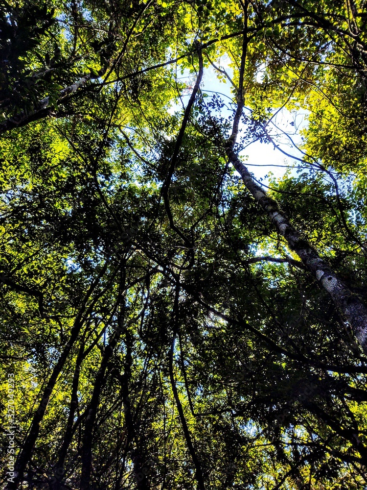 Obraz premium O céu da floresta