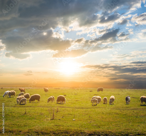Wall Mural sheep herd graze on a pasture at the sunset, countryside scene
