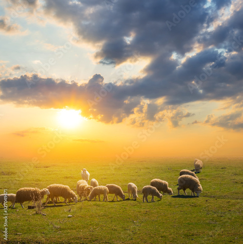 Obraz na płótnie sheep herd graze on a pasture at the sunset, countryside scene