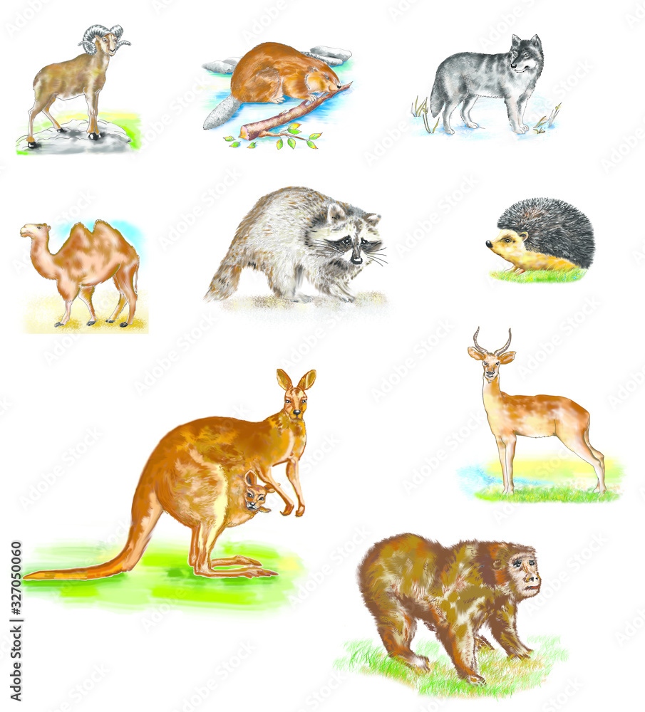 Animal collection. Animals of Europe are many. Wolf, badger, hedgehog, ram, beaver, antelope, camel, deer, monkey, kangaroo isolated. Wild mammals. Natural objects. Animal collection. Animals of Europe are many. Wolf, badger, hedgehog, ram, beaver, antelope, camel, deer, monkey, kangaroo isolated. Wild mammals. Natural objects.