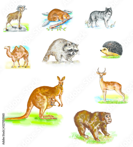 Animal collection. Animals of Europe are many. Wolf  badger  hedgehog  ram  beaver  antelope  camel  deer  monkey  kangaroo isolated. Wild mammals. Natural objects.