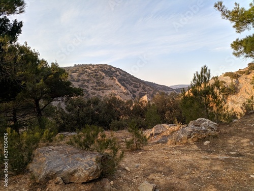 landscape in the mountains,trees,pines