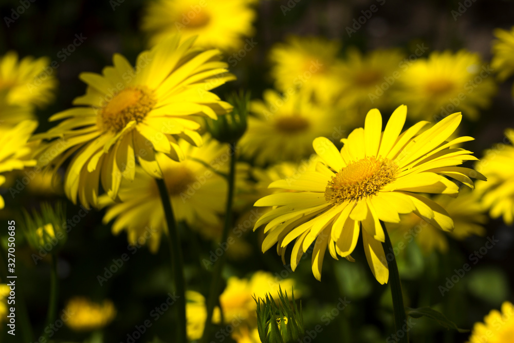 Doronicum orientale (Leopard's Bane) - spring flower like a yellow daisy, beautiful background. Sunflower family (Asteraceae) Doronicum orientale (Leopard's Bane) - spring flower like a yellow daisy, beautiful background. Sunflower family (Asteraceae)