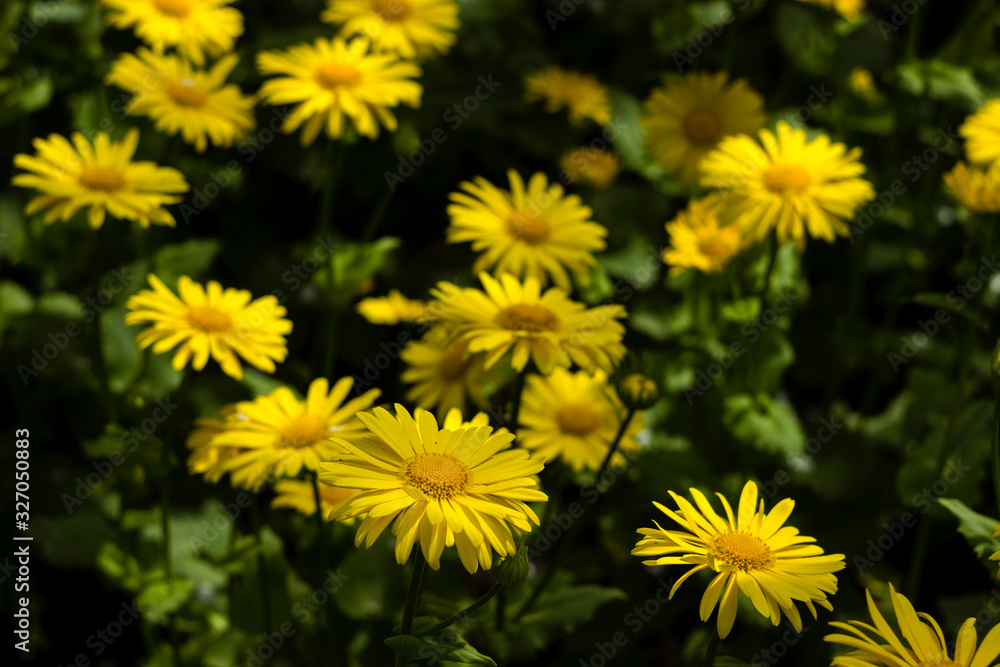 Doronicum orientale (Leopard's Bane) - spring flower like a yellow daisy, beautiful background. Sunflower family (Asteraceae) Doronicum orientale (Leopard's Bane) - spring flower like a yellow daisy, beautiful background. Sunflower family (Asteraceae)