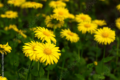 Doronicum orientale (Leopard's Bane) - spring flower like a yellow daisy, beautiful background. Sunflower family (Asteraceae)