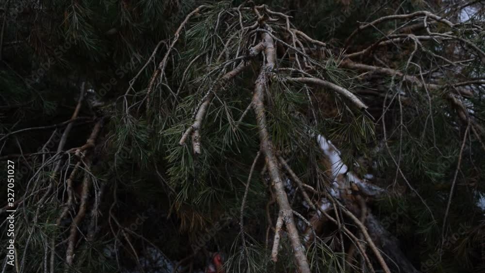Many pine branches in the dark forest.
