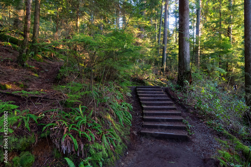 Beautiful and Vibrant Trail in the Green Woods with fresh trees near a lake during sunset. Taken in White Pine Beach  Port Moody  Vancouver  British Columbia  Canada.
