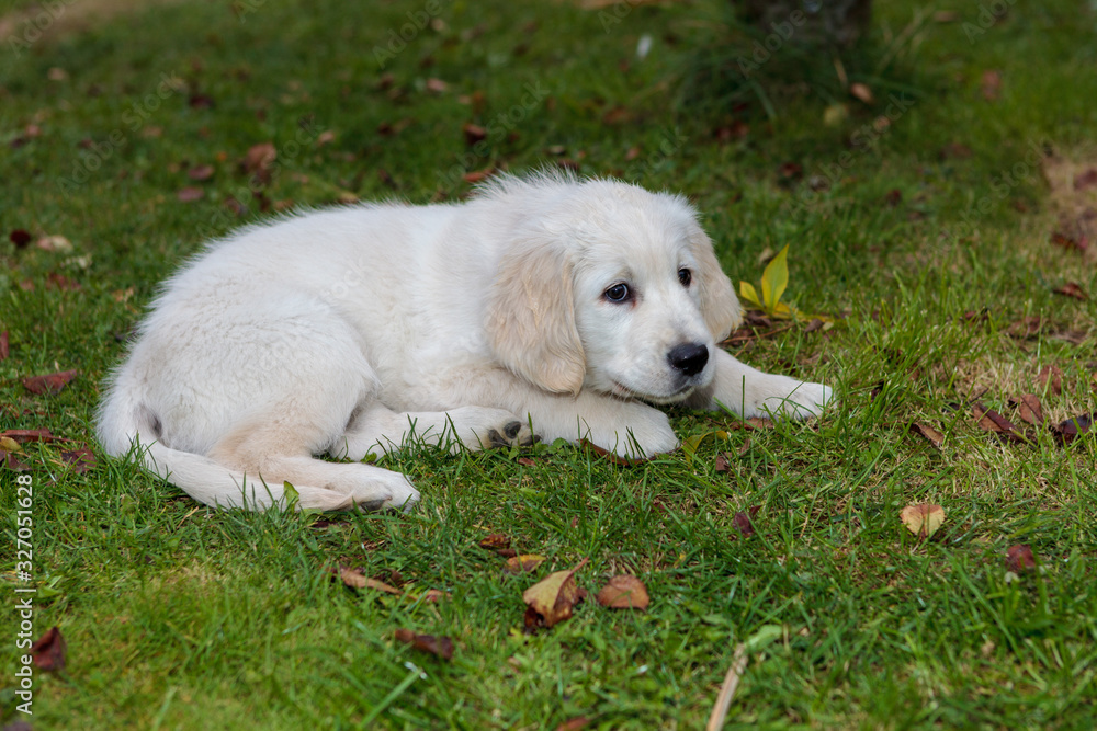 Small white puppy with brown eyes lying on green grass