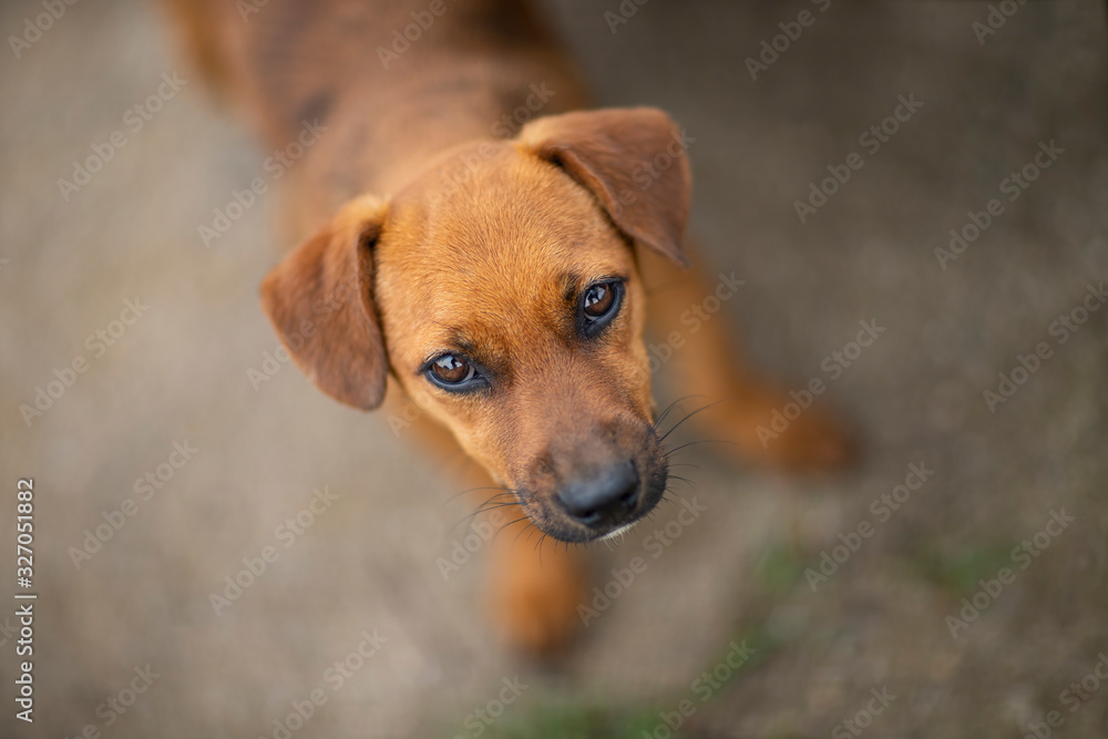 Cute portrait of a puppy dog. Puppy looking up. Cute portrait of a puppy dog. Puppy looking up.