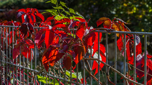 Herbstblätter rot © wolfgang