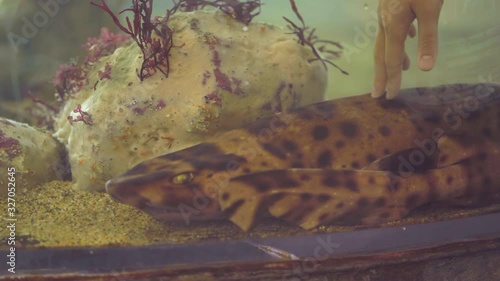 Swell Shark Remains Calm While Stroked in a Tank photo