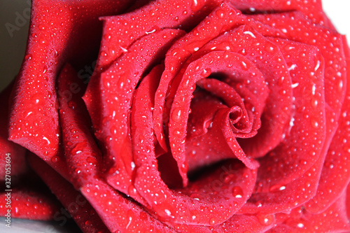 red rose with water drops
