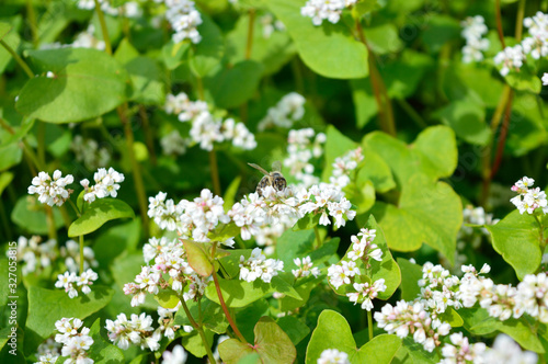 Honeybee collecting nectar and pollen on the buckwheat flower photo