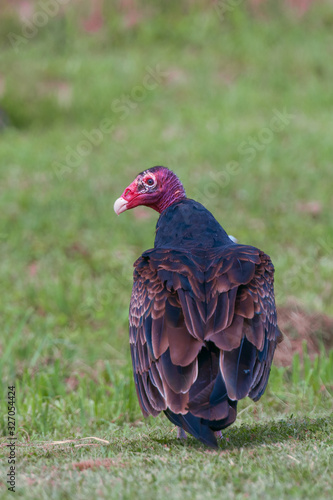 Close up portrait of Turkey Vulture in a meadow.Blackwater National Wildlife Refuge.Maryland.USA