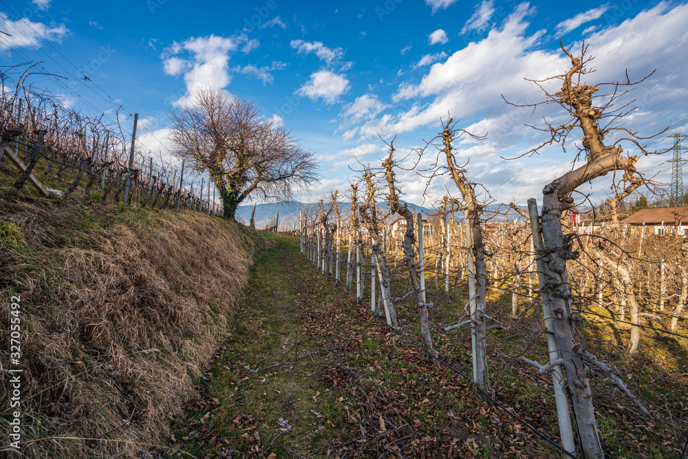 Vineyards, apple and grape orchards in Eppan an der Weinstrasse in northern Italy, south Tyrol.