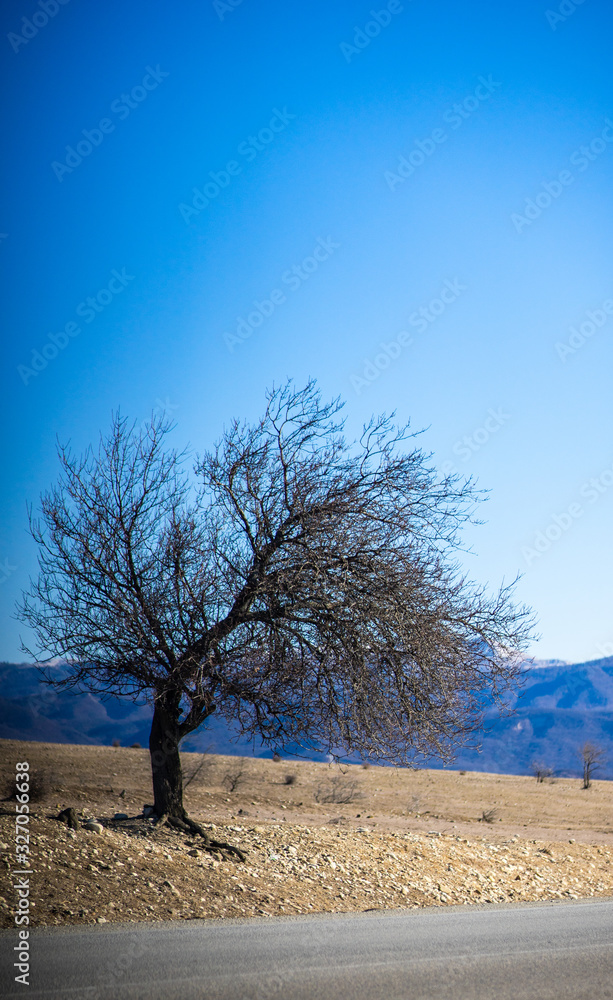 Spring landscape with only tree on a road Spring landscape with only tree on a road