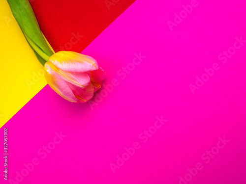 Fototapeta Naklejka Na Ścianę i Meble -  one tulip on multi color background. Minimalism