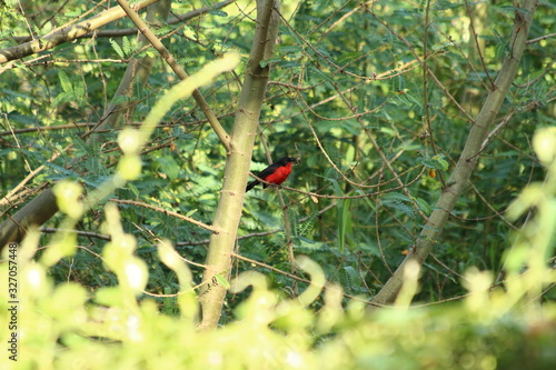 A gonolek in a tree photo