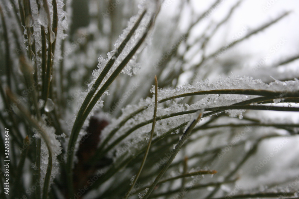 Naklejka premium frost on the grass