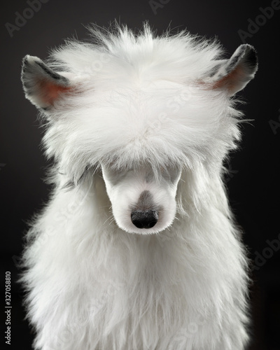 Dog portrait of a Chinese crested dog on a dark background. Pet in the studio. Beautiful light © annaav