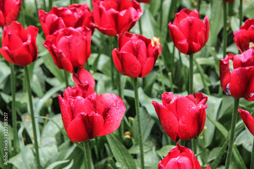 red tulips in the garden