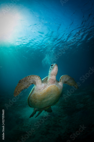 Turtle Swimming © Jay