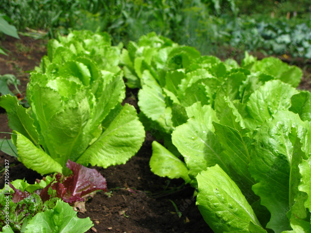 Fresh organice lettuce growing on the farm Fresh organice lettuce growing on the farm