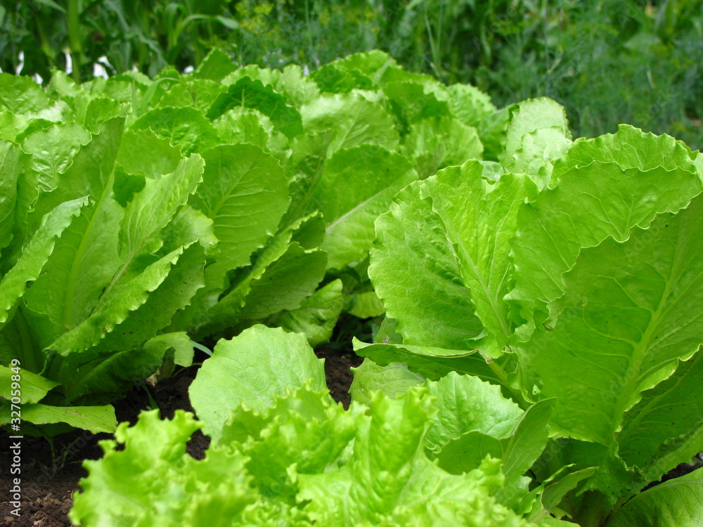 Fresh organic lettuce growing on the farm Fresh organic lettuce growing on the farm