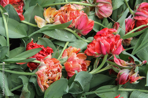 tulips in the garden photo