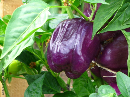 Fotografia Purple beauty sweet pepper farm garden