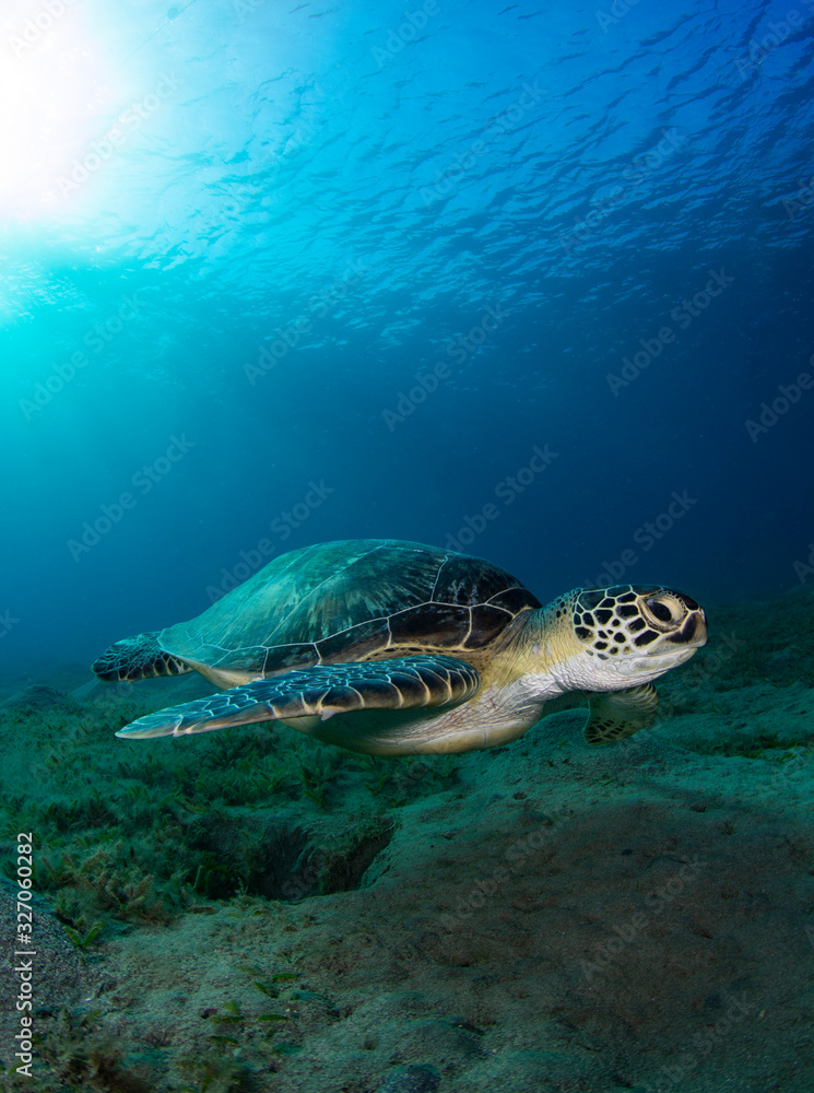 Fototapeta premium Turtle Swimming