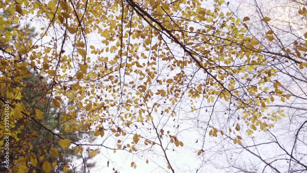 Crown of tree during the winter season, view from below Crown of tree during the winter season, view from below