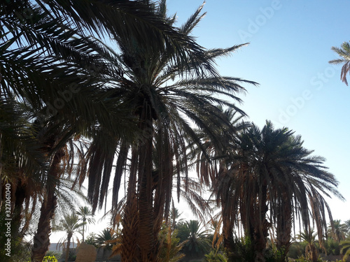 The palm tree valley in the oasis of Figuig in Morocco