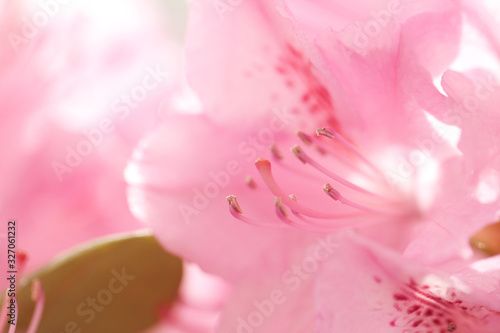 rhododendron branch with delicate pink flowers