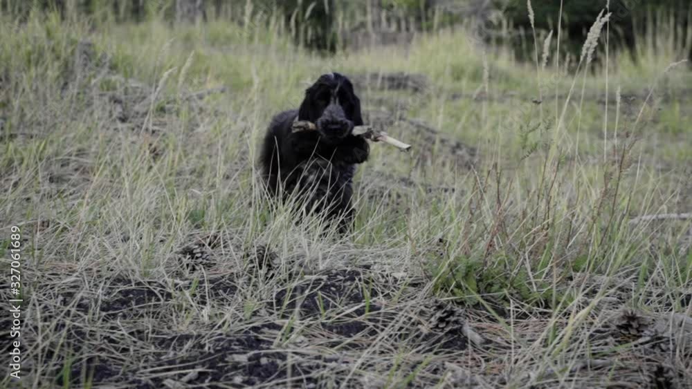 Cute dog walking with a bone in the mouth, Spaniel Cocker Cute dog walking with a bone in the mouth, Spaniel Cocker