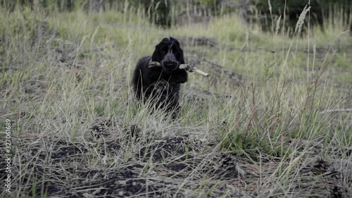 Cute dog walking with a bone in the mouth, Spaniel Cocker
