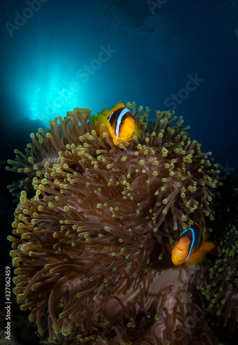 Clown Fish on Anemone
